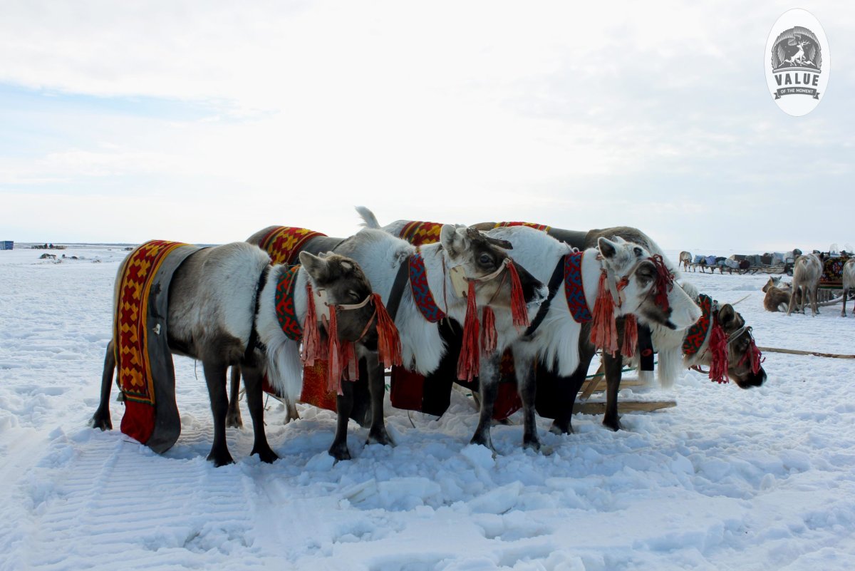 Сияние севера Салехард