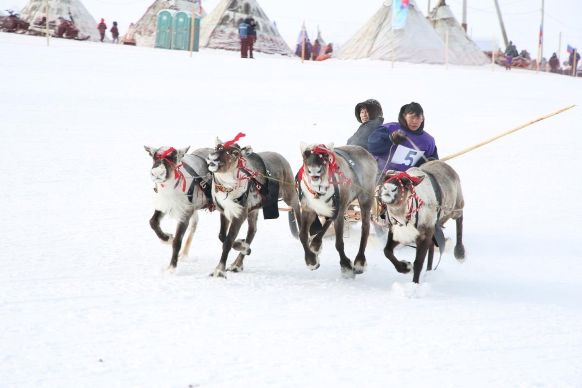 День оленевода Карнат