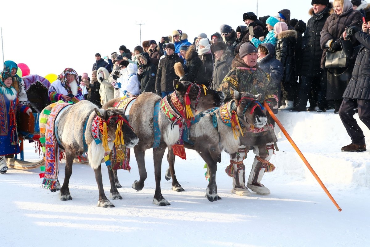 Праздник день оленевода Салехард