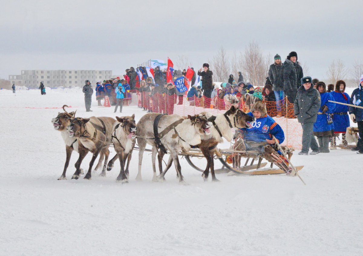 День оленевода Карнат