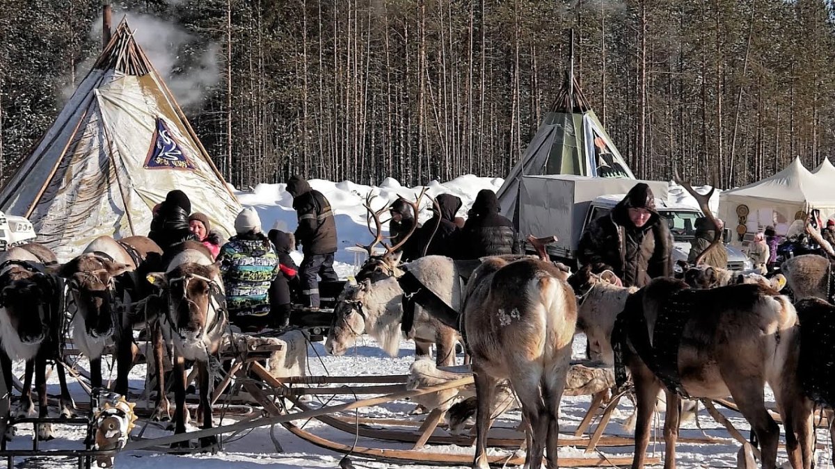 День оленевода 2022 ЯНАО