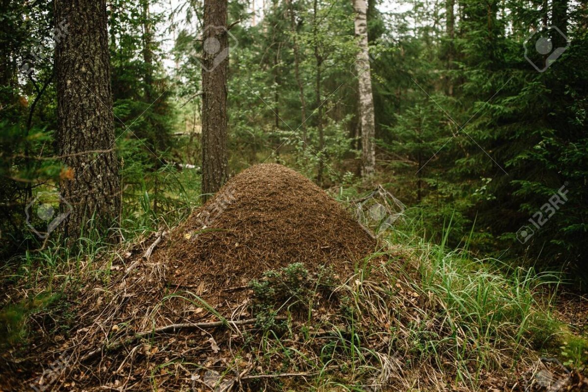 Муравейник в Заварзино