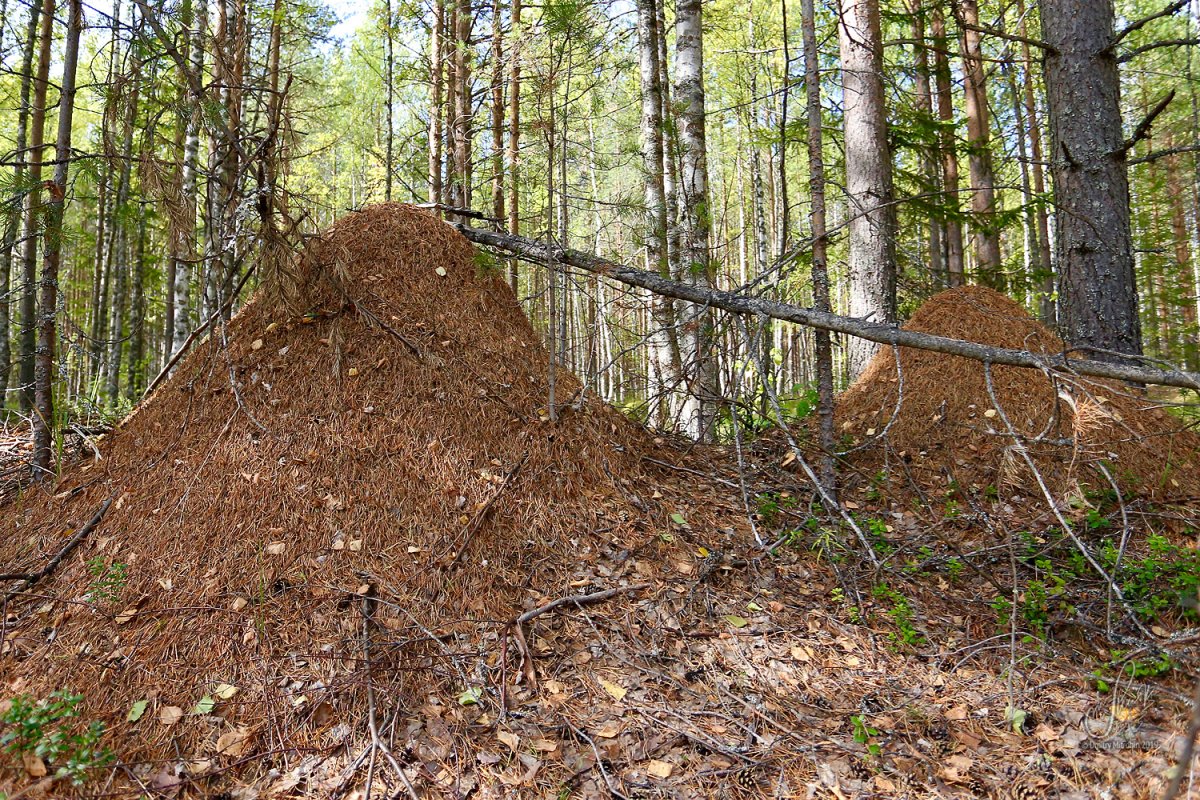 Разоренный Муравейник