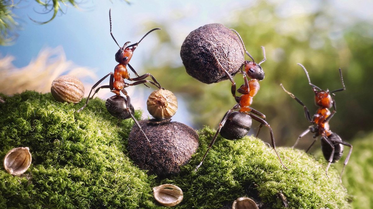 Муравьи в муравейнике