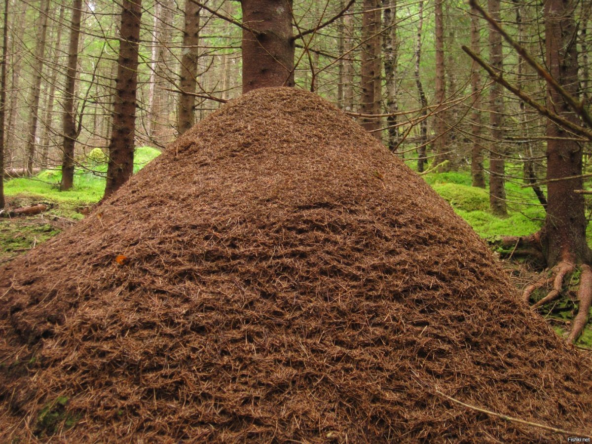 Лесные муравьи Муравейник