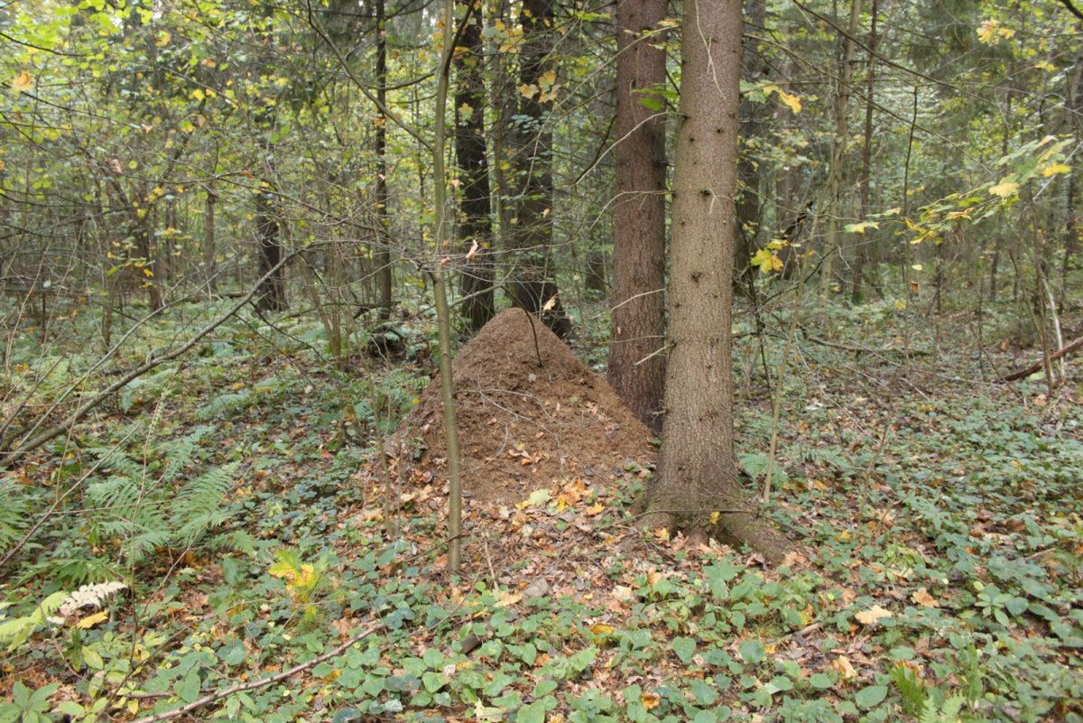 Get rid of the Stump