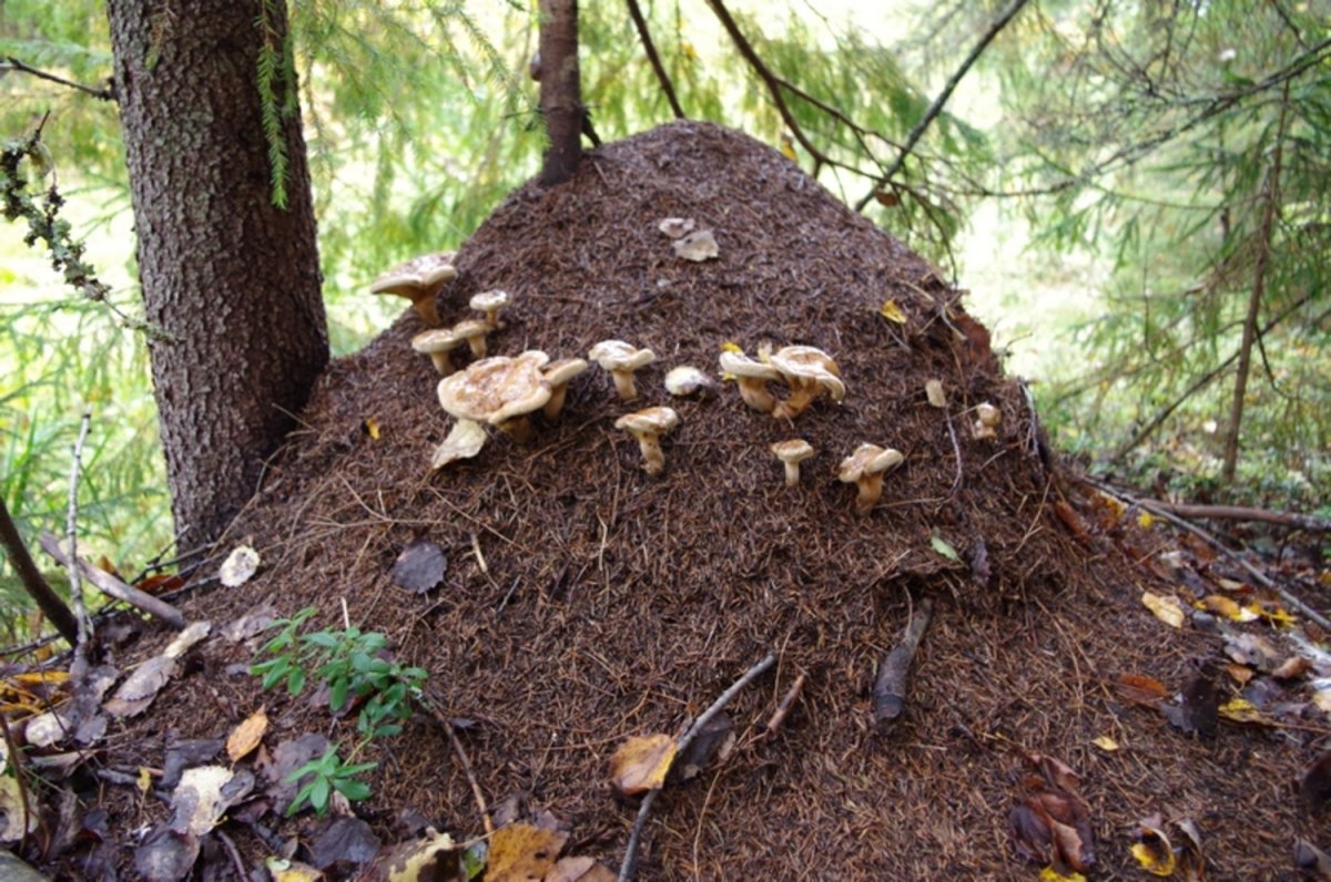 Строение муравейника для детей