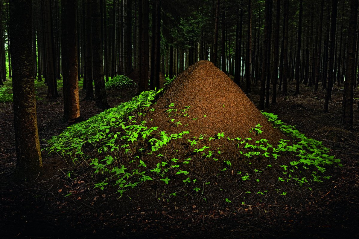 Муравей трудяга