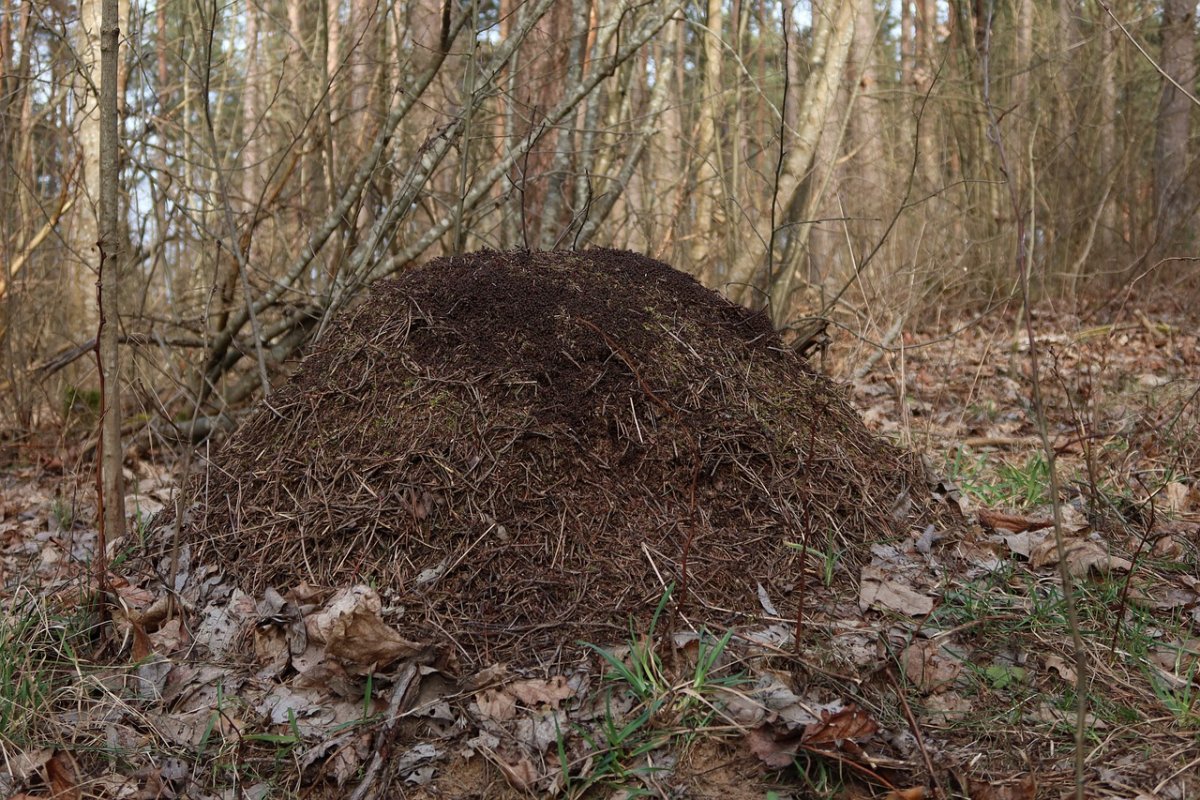 Муравейник мультяшный