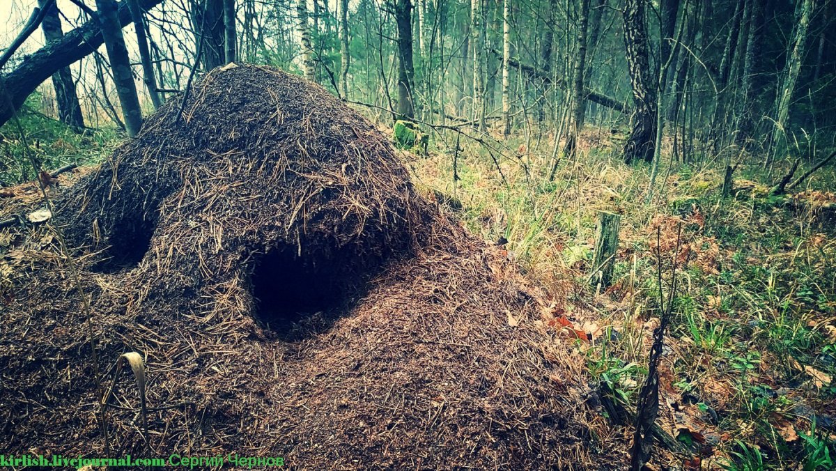 Муравейник в лесу для детей