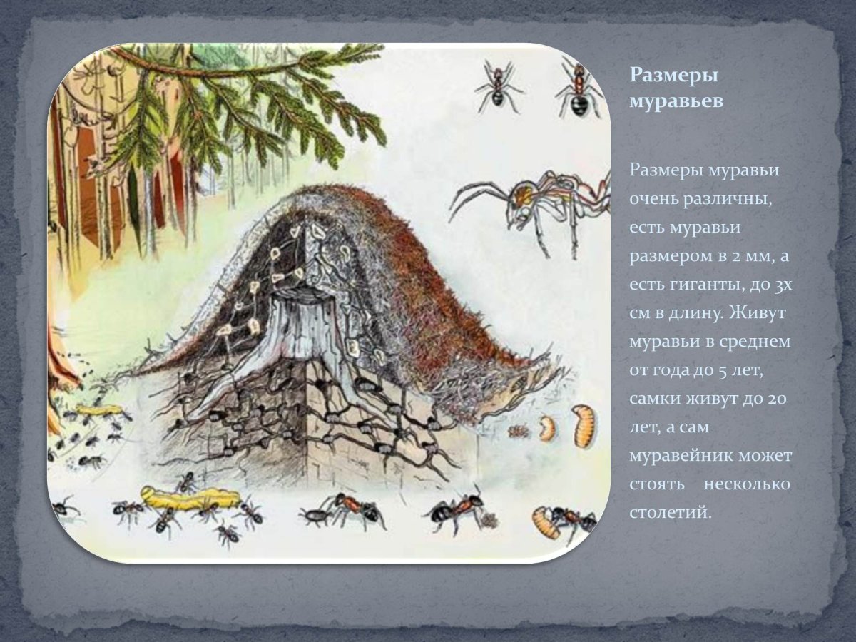 Муравейник в Заварзино