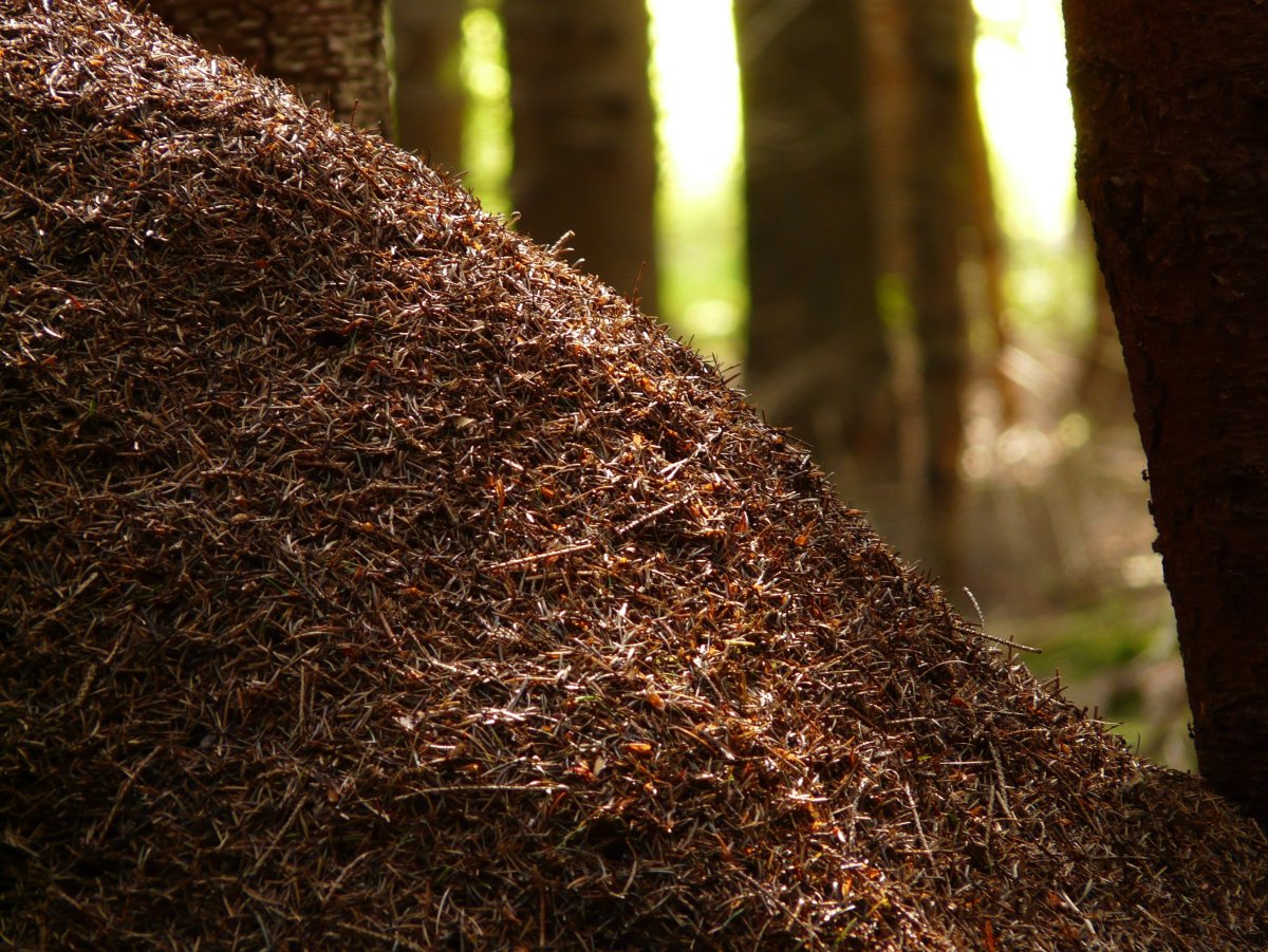 Муравейник лесных муравьев