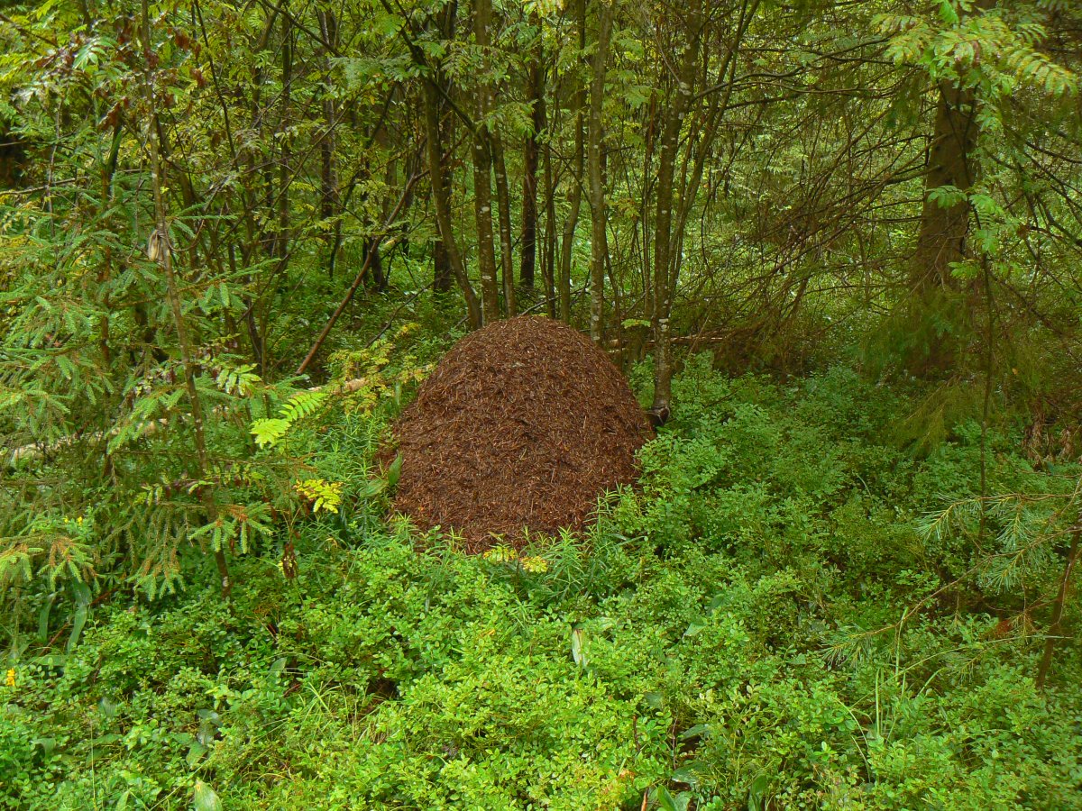 Лес Нора дупло Берлога