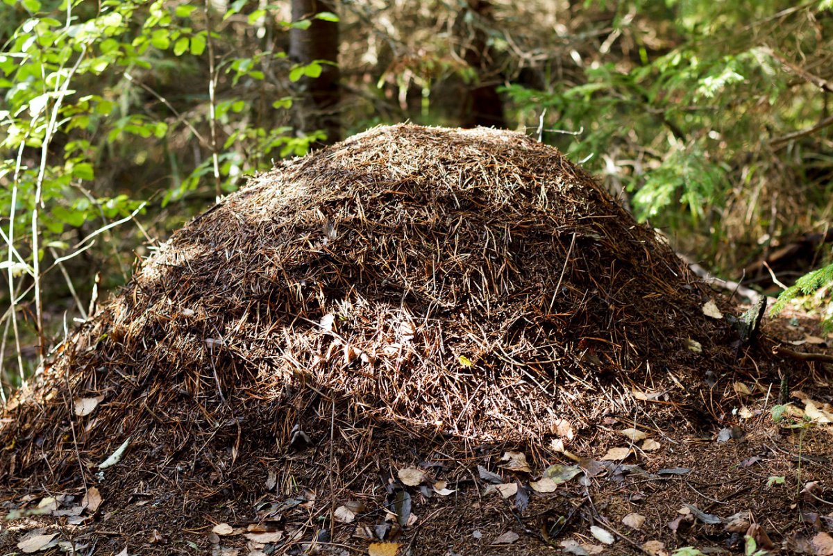 Жук муравей