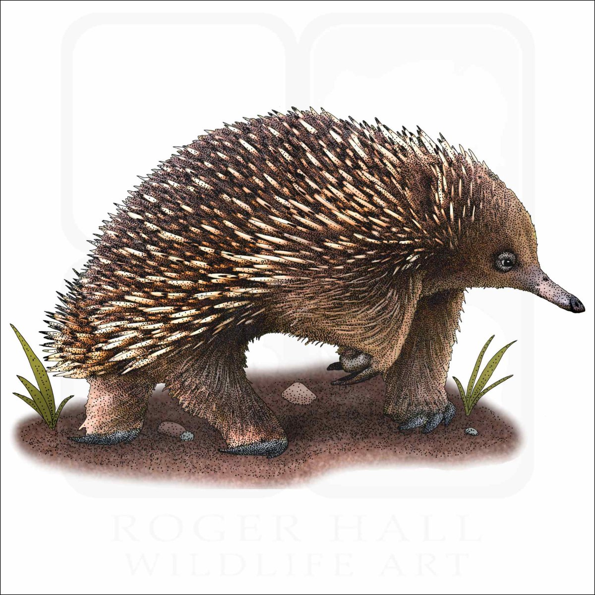 Ехидна для детей