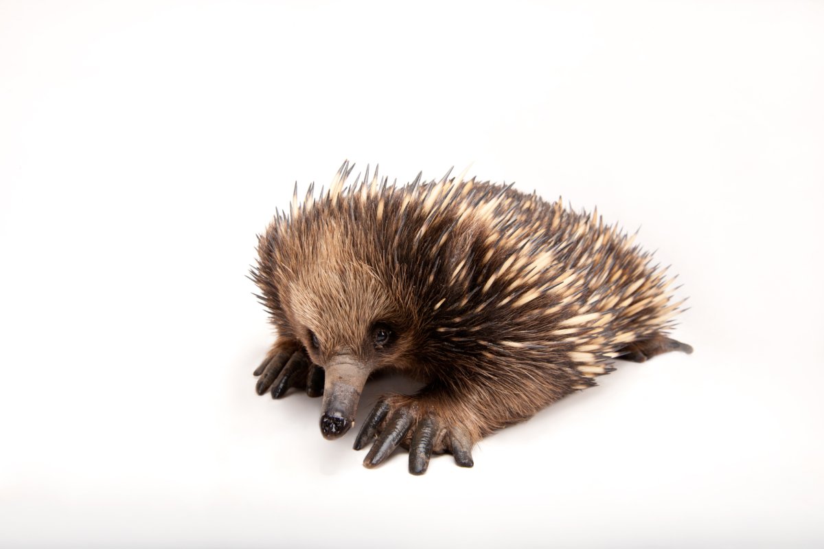 Австралийская ехидна