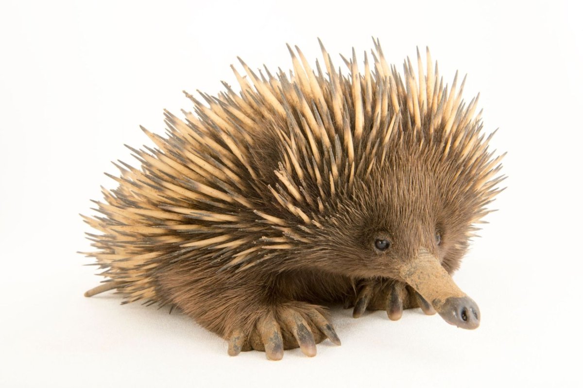 Ехидна картина