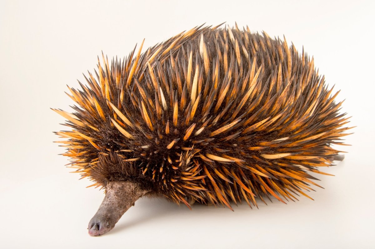 Австралийская ехидна (Tachyglossus aculeatus)