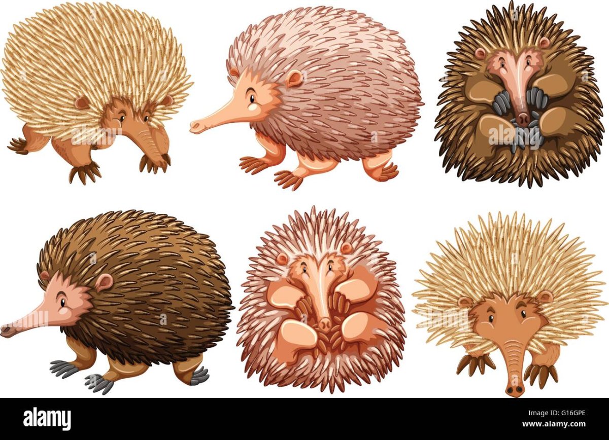 Ехидна вектор