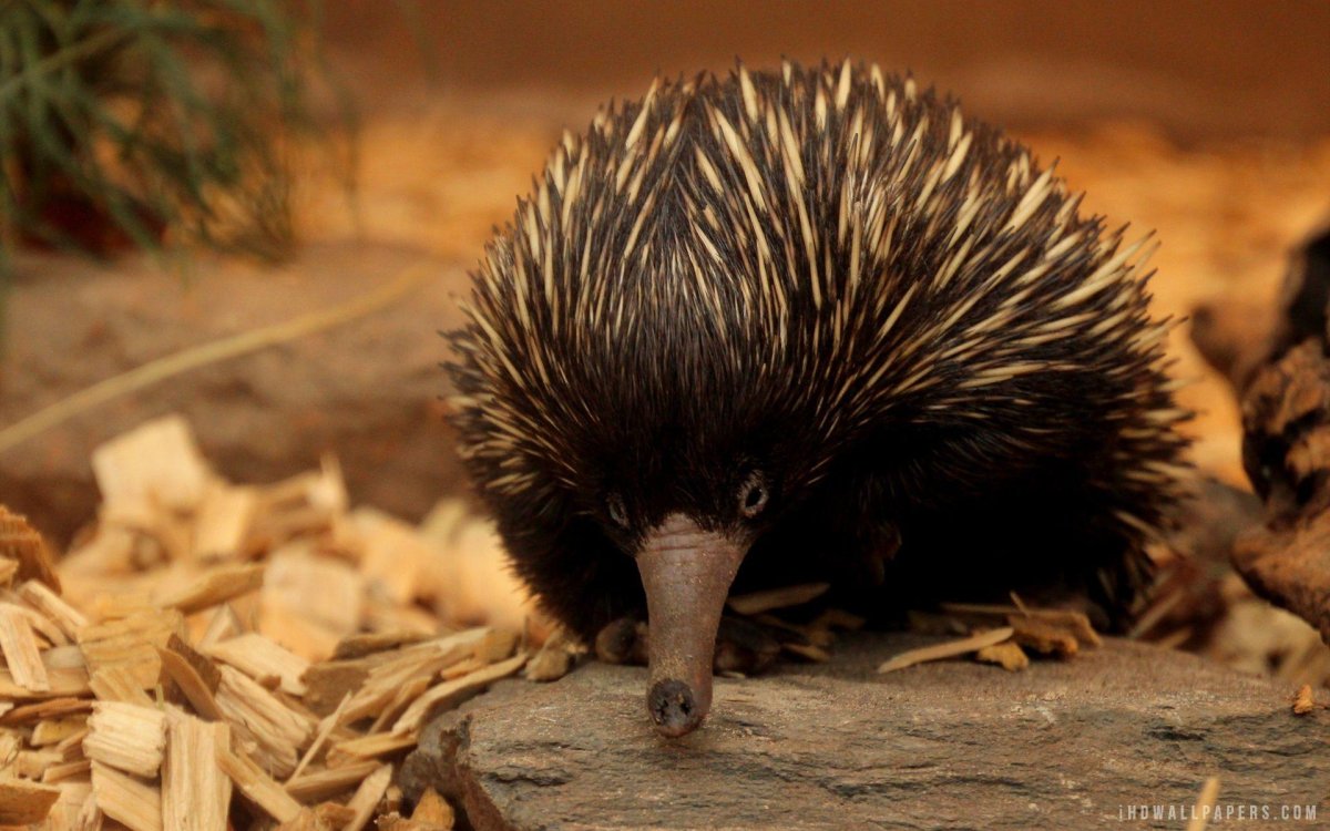 Проехидна малыши