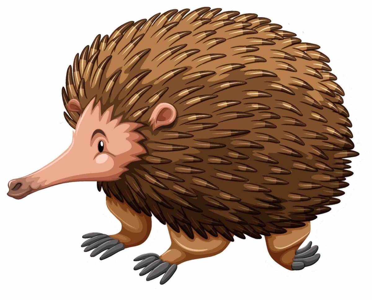 Рисунок ехидны для детей