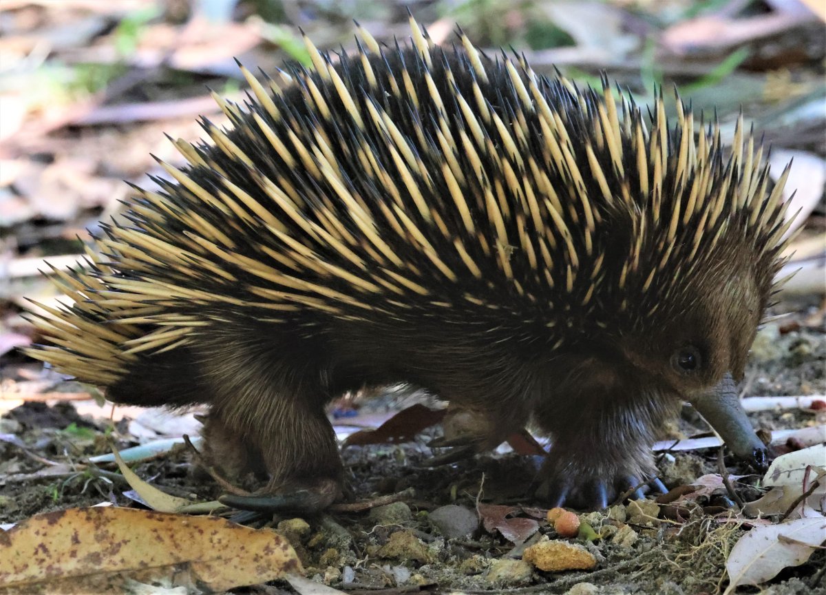 Рогатая ехидна