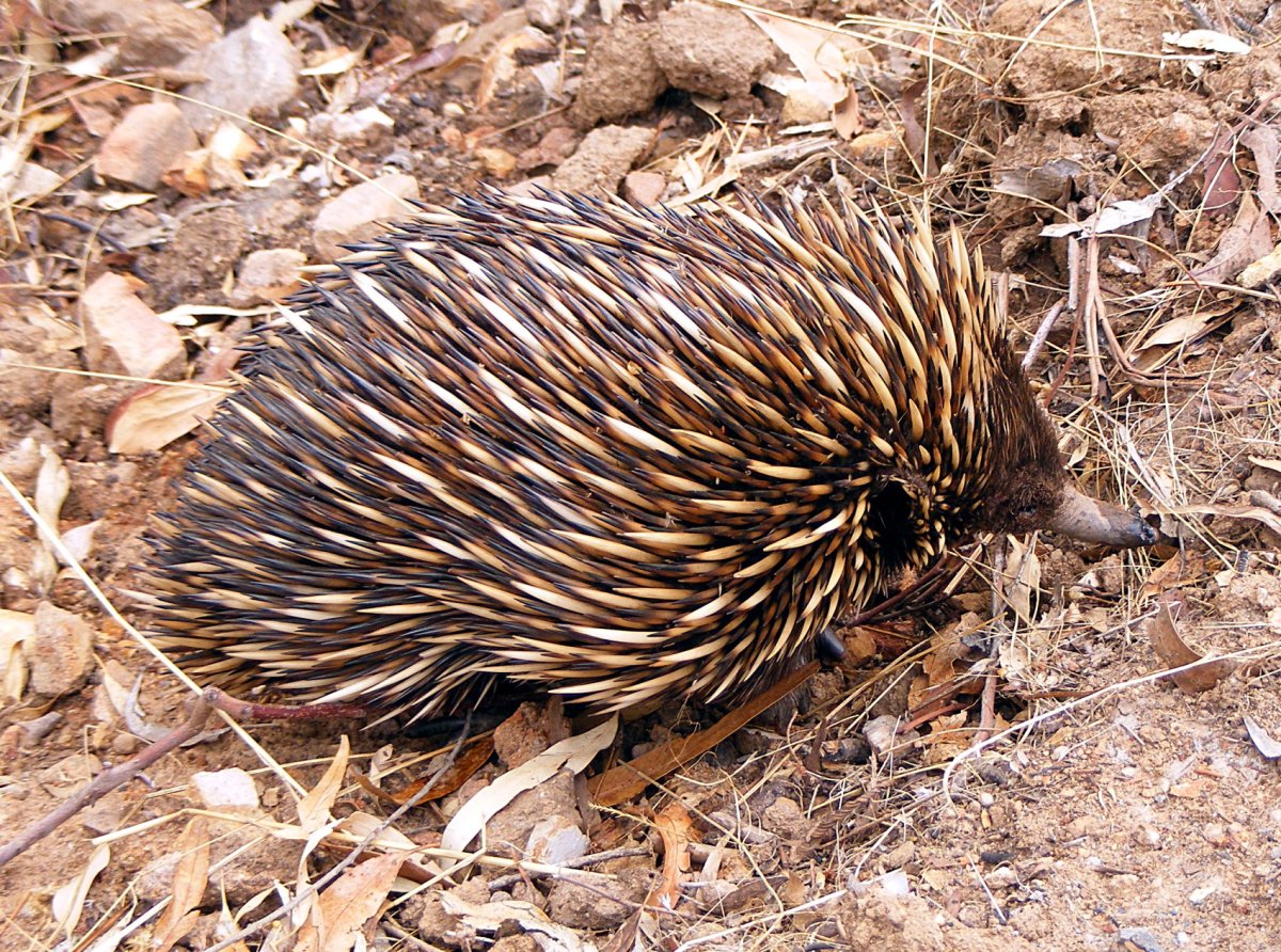 Австралийская ехидна