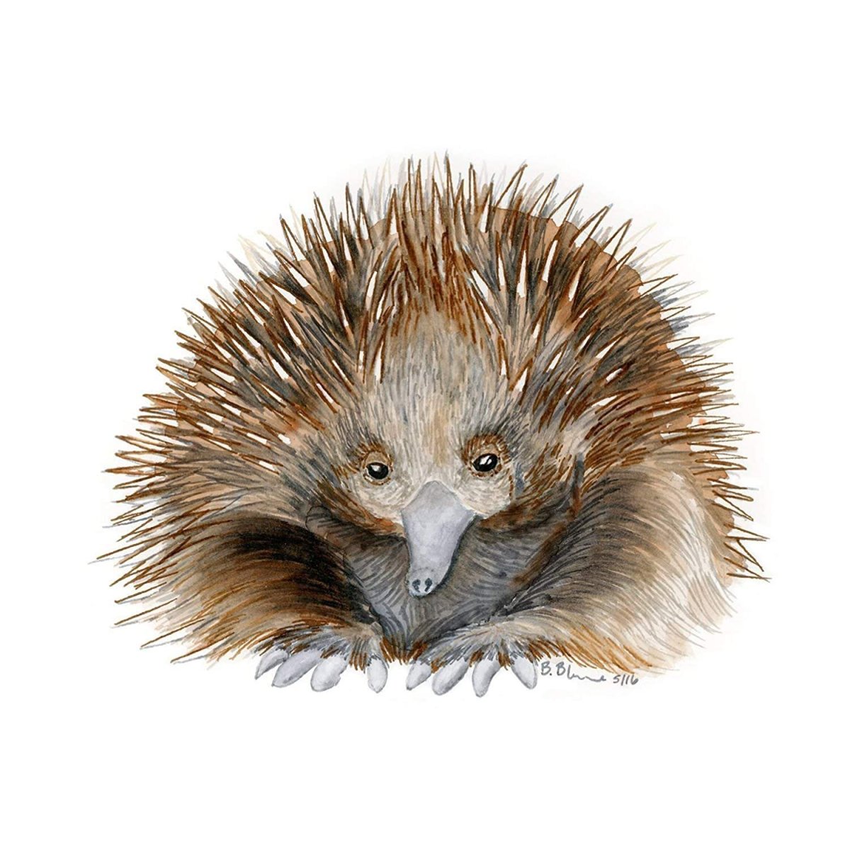 Австралийская ехидна на белом фоне