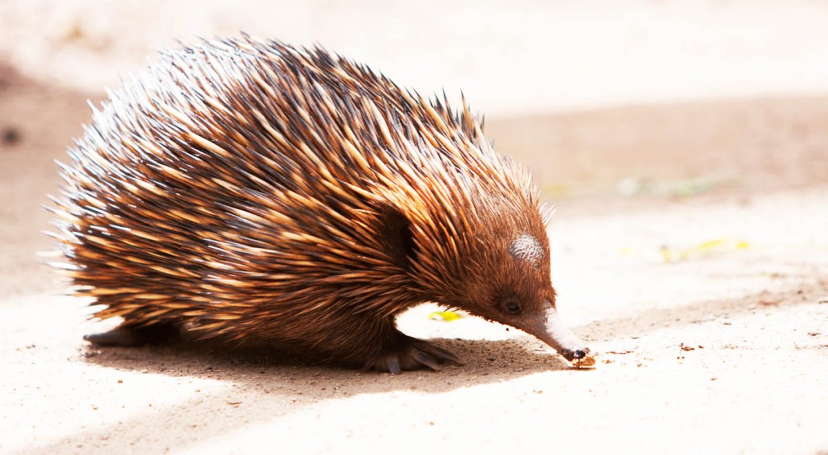 Эндемики Австралии ехидна