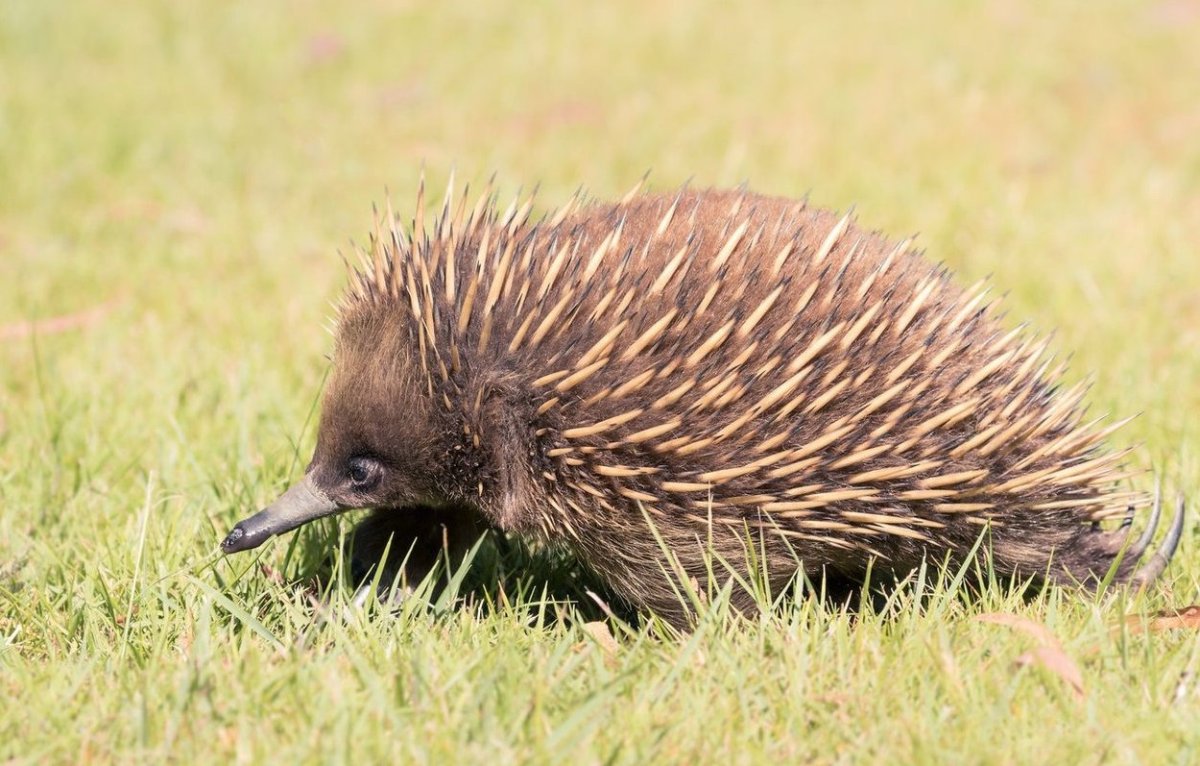 Zaglossus attenboroughi