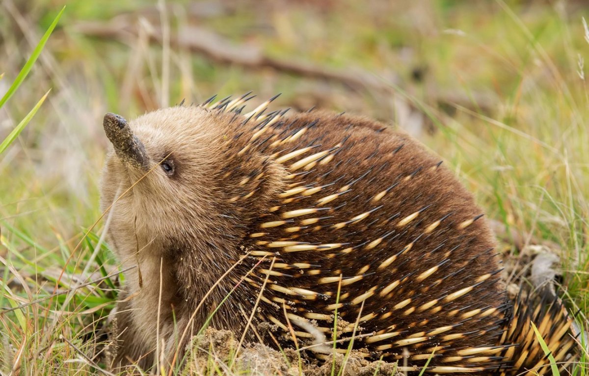 Ехидна тату