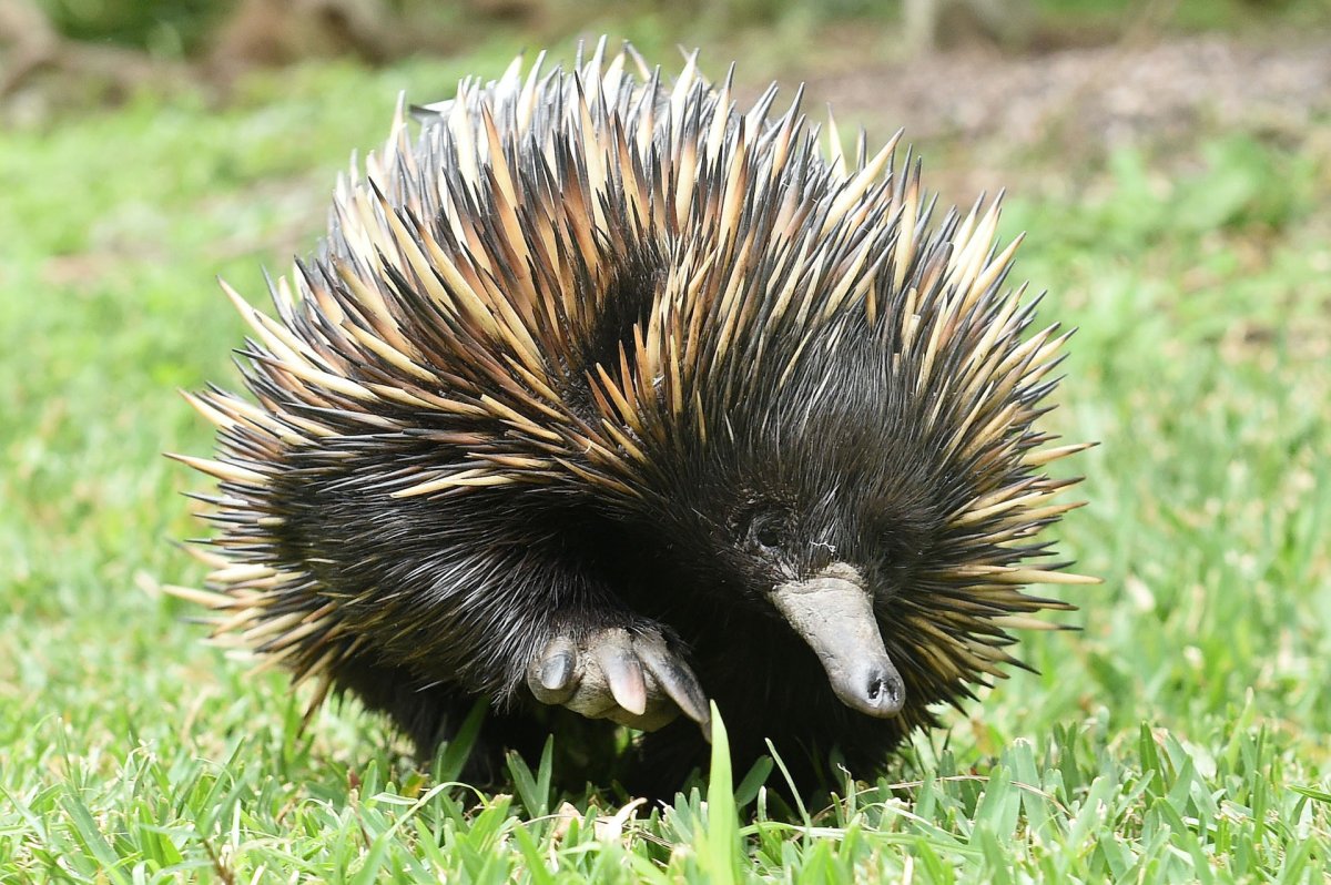Голая ехидна животное