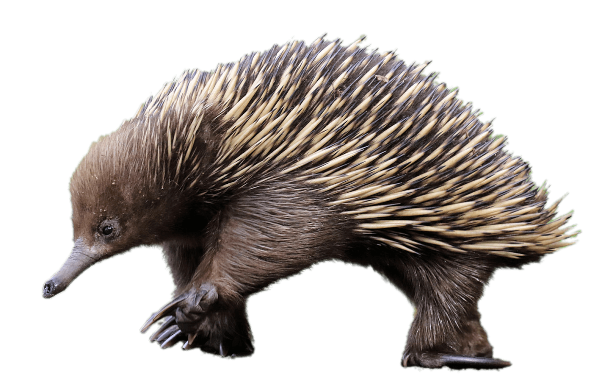 Ехидна без фона
