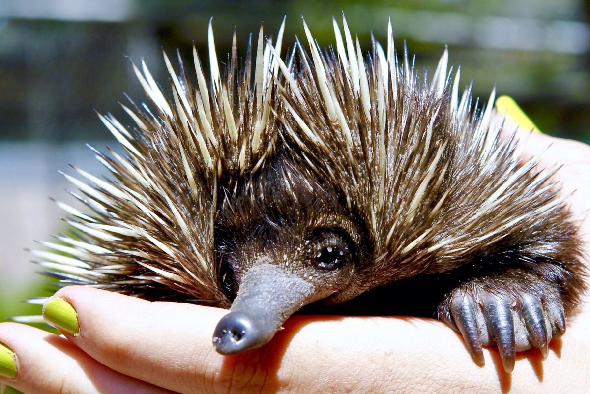 Ехидна клубок