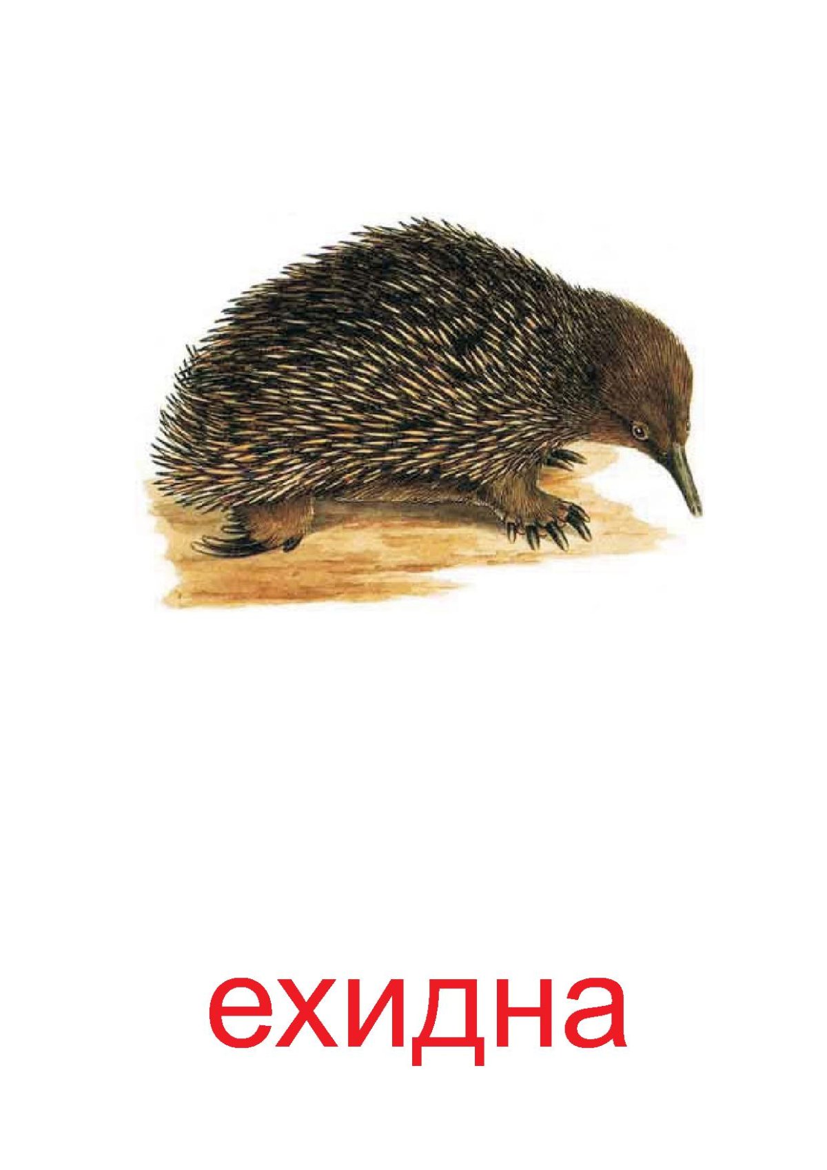 Слова на е ехидна