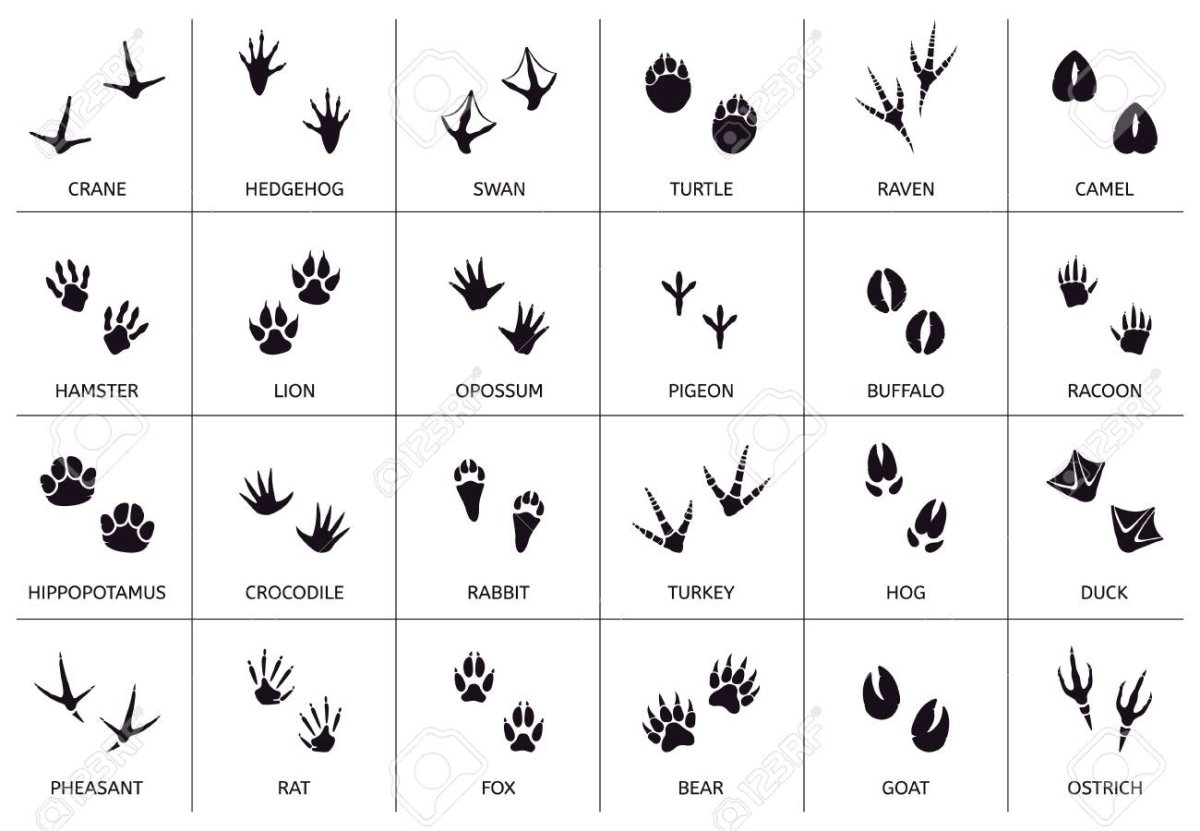 Следы зверей и птиц