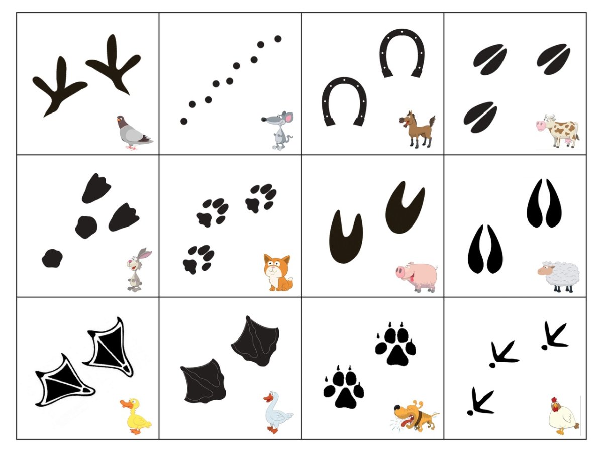 Следы диких животных Подмосковья