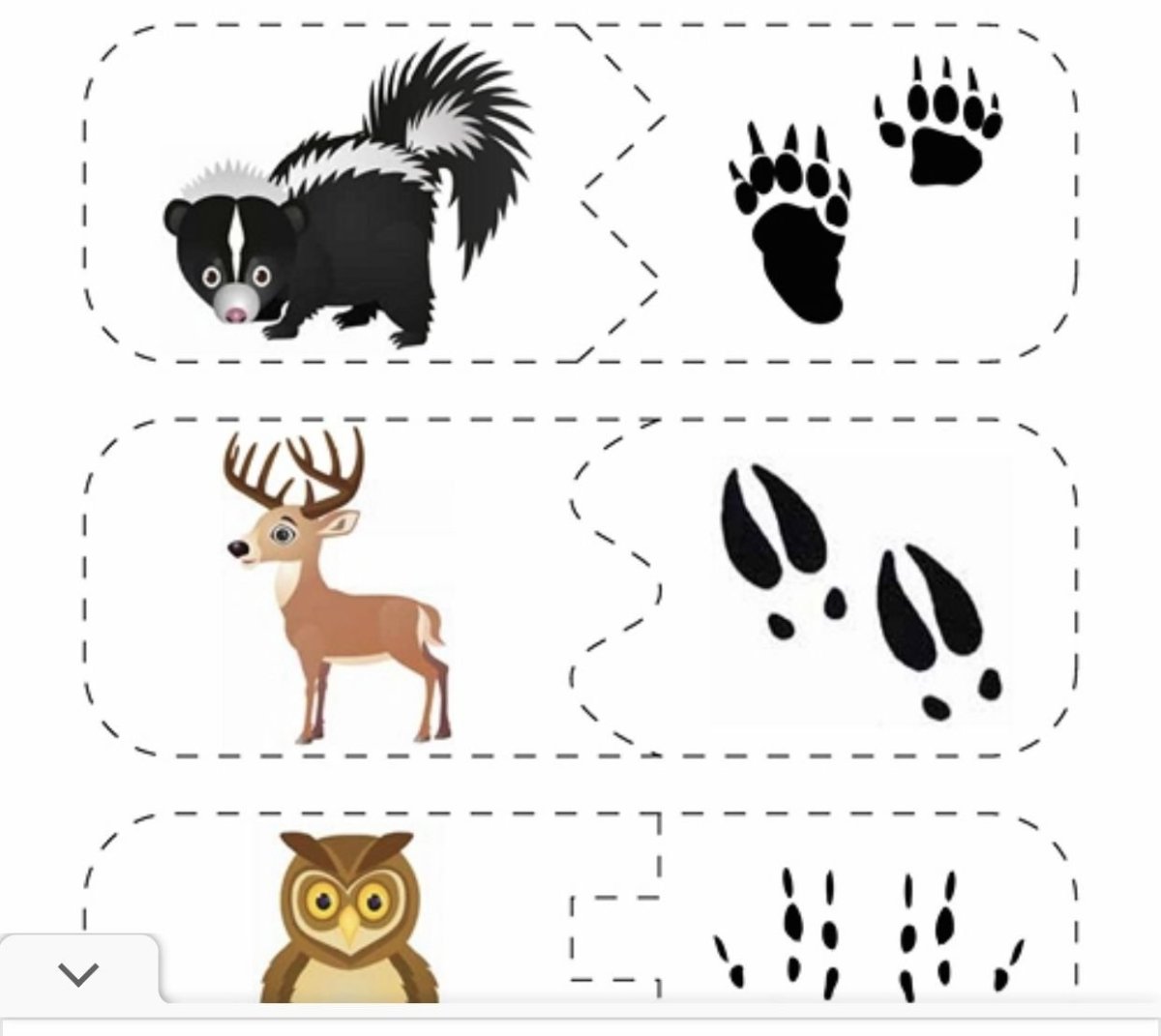 Следы животных средней полосы России