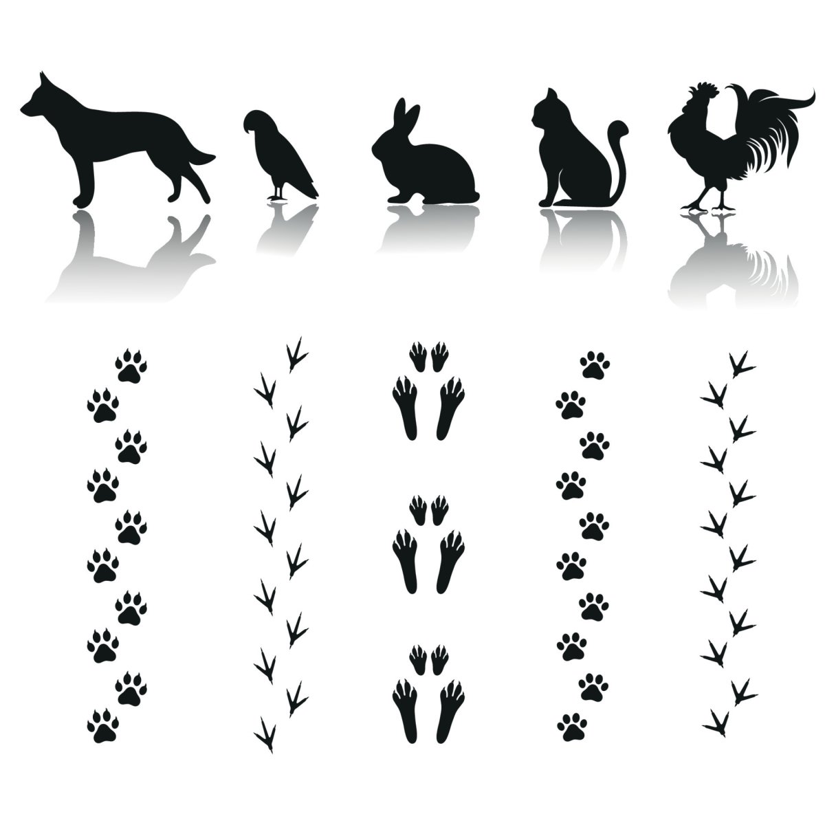 Следы диких животных в лесу