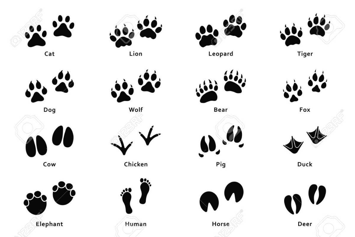 Следы животных