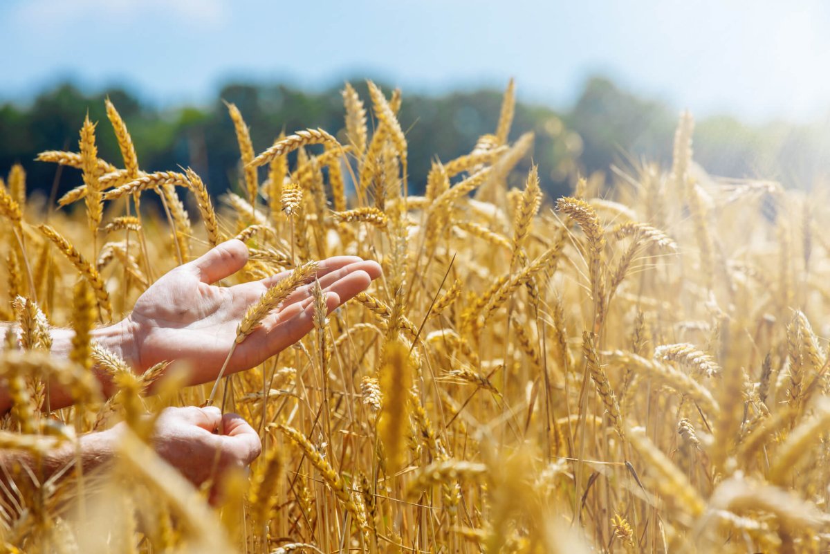 Человек в поле пшеницы