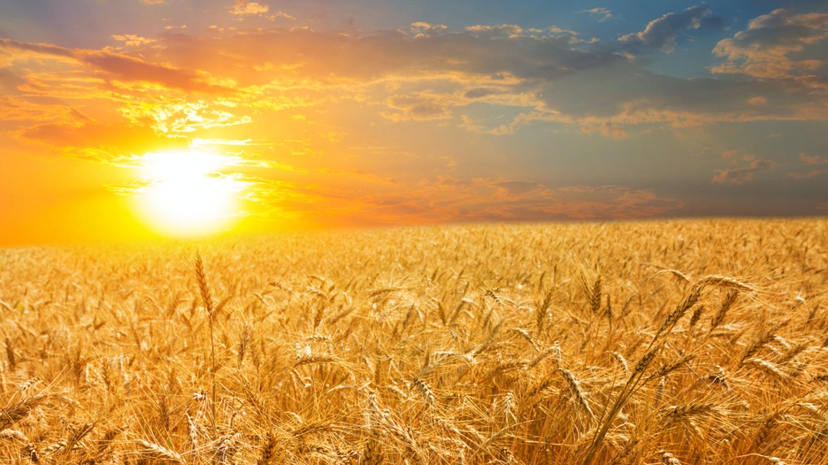 Поля Ульяновская область