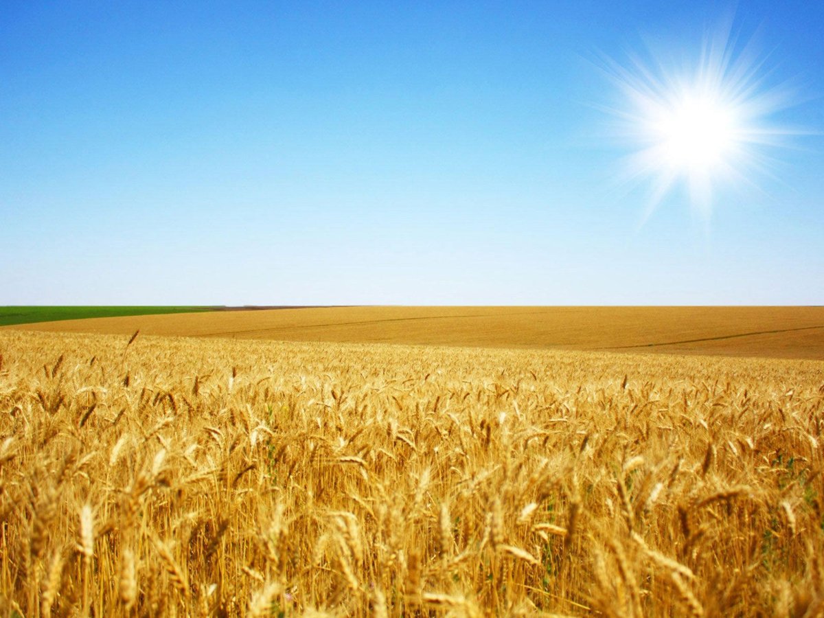 Пшеница Эстетика