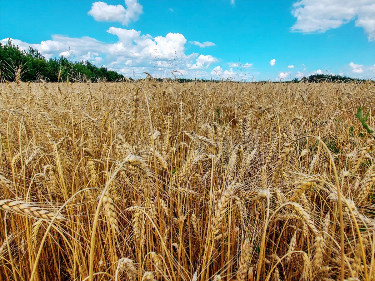 Хлебные поля Кузбасса