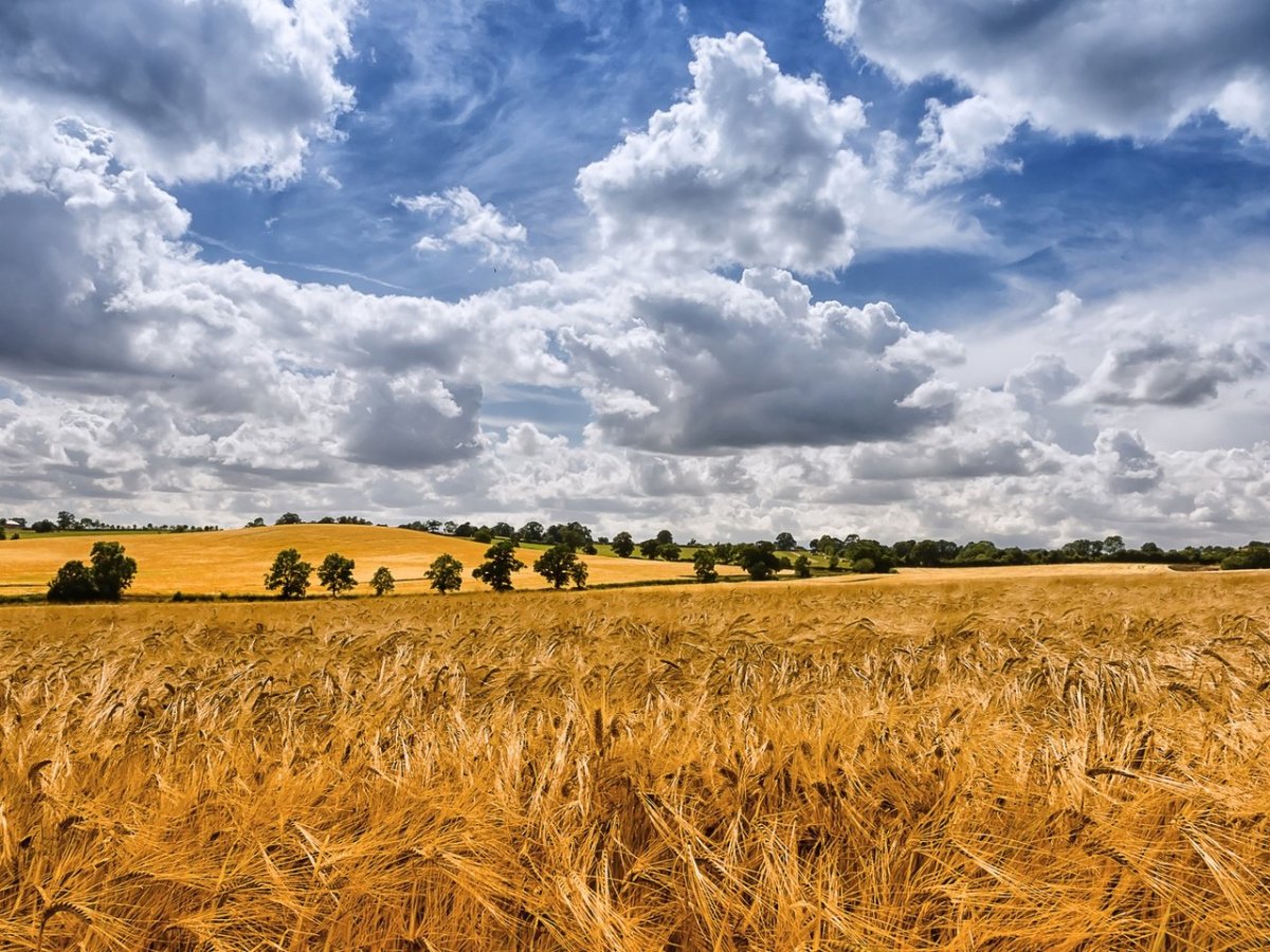 Башкирия хлебные поля