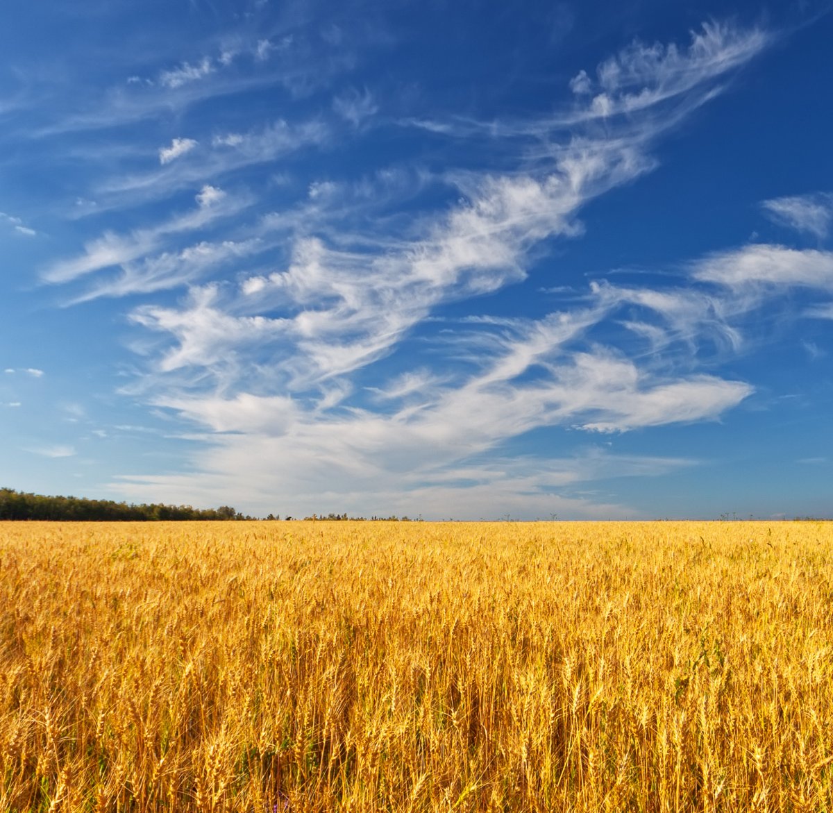 Новый урожай пшеницы"