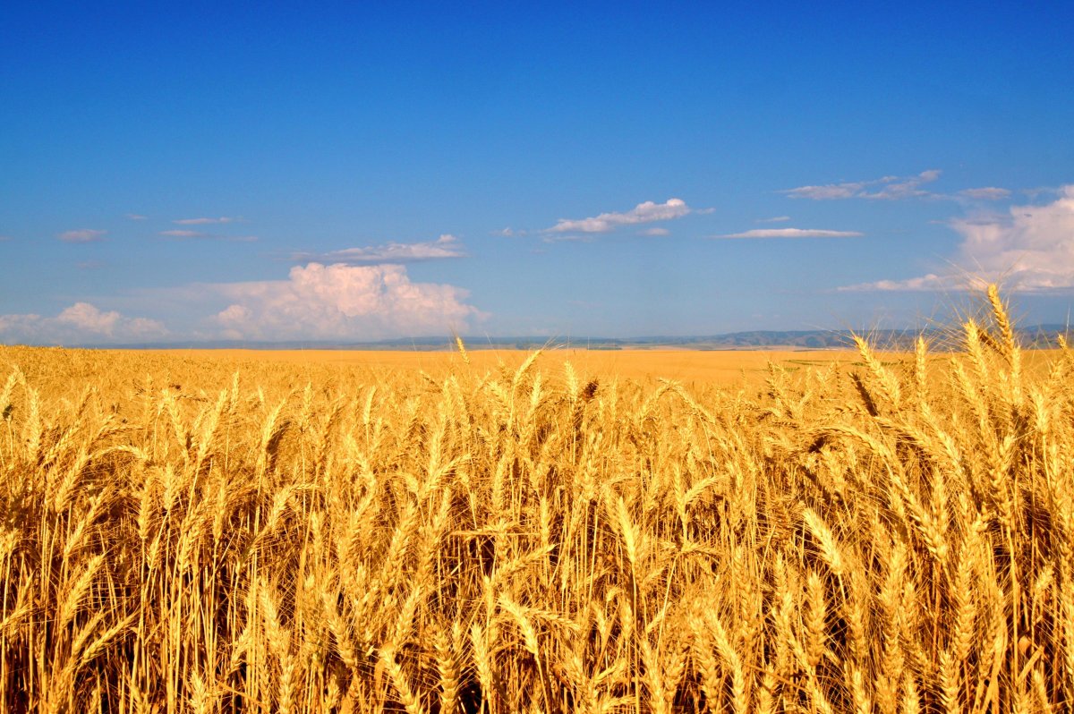 Пшеничное поле Вангол