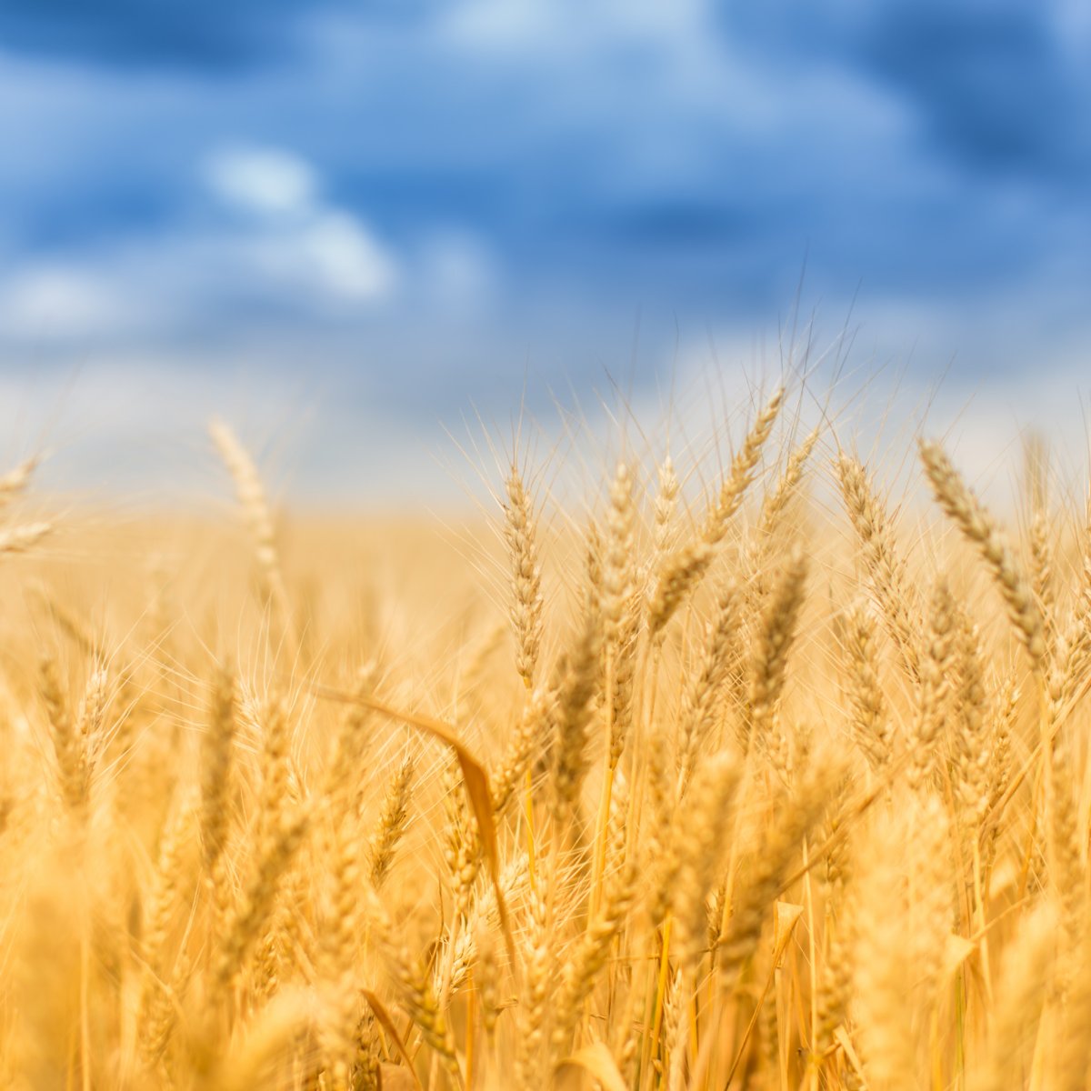 Пшеничный колосок