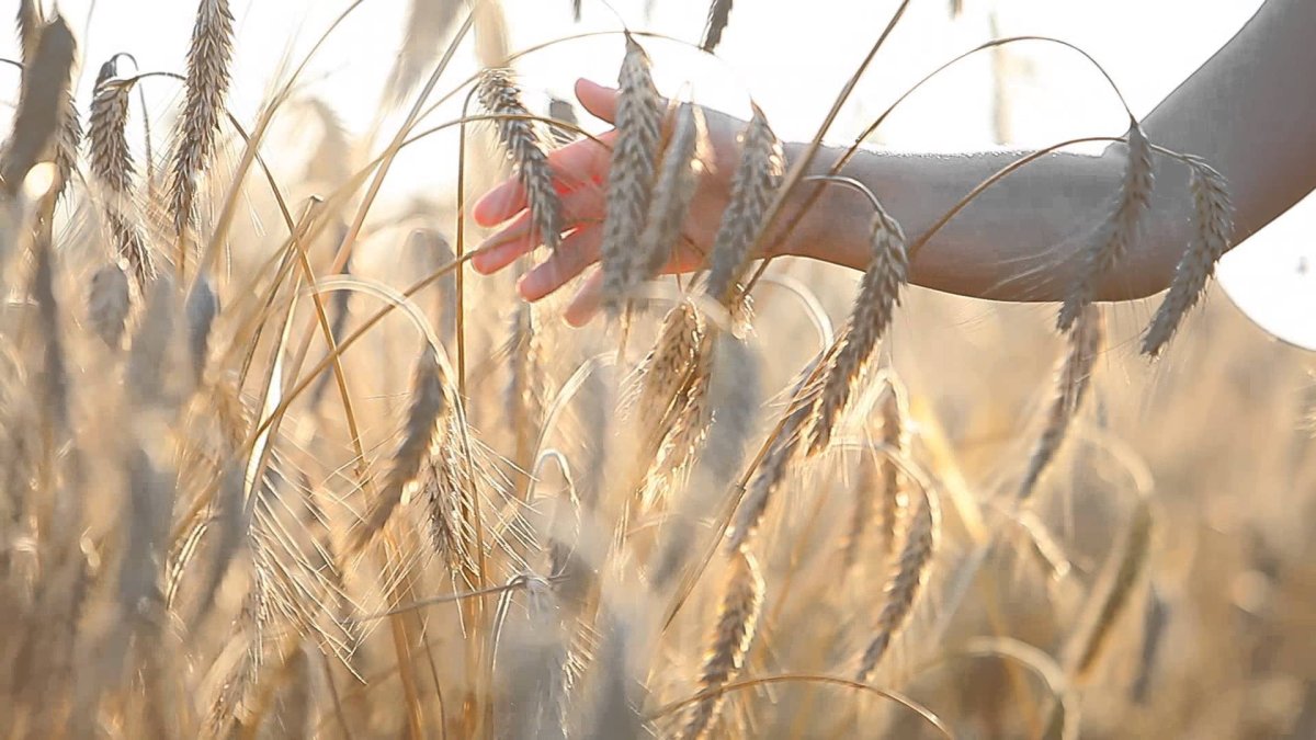 Поле с колосками пшеницы