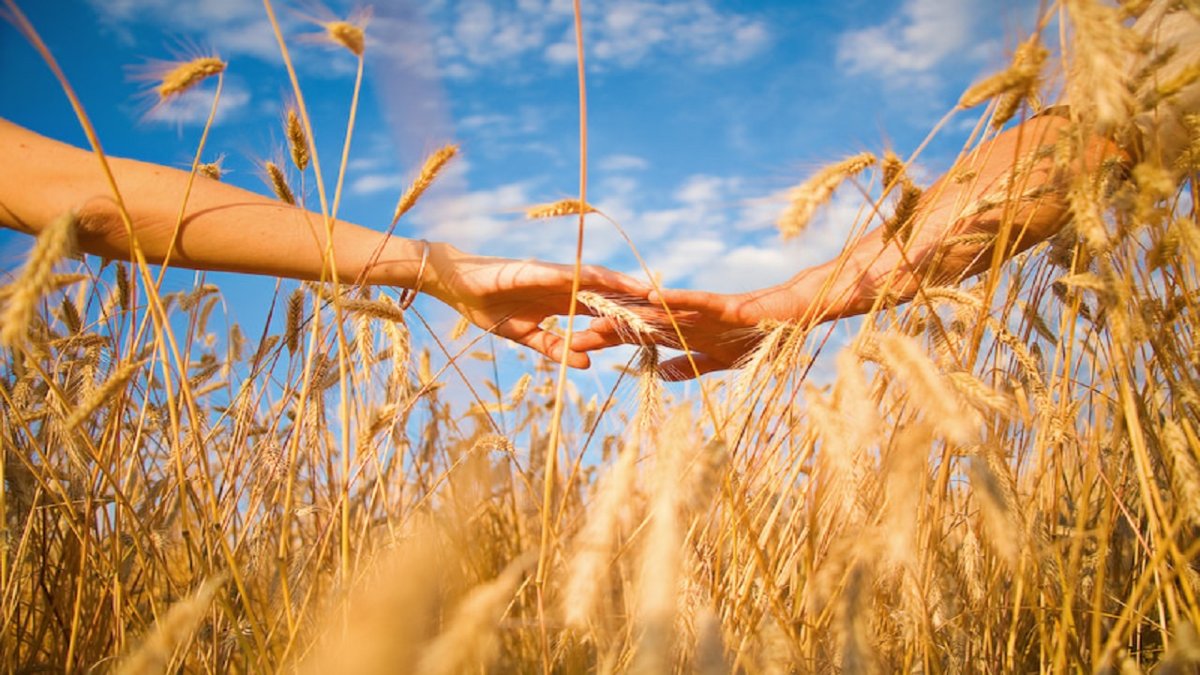 Хлеб пшеница